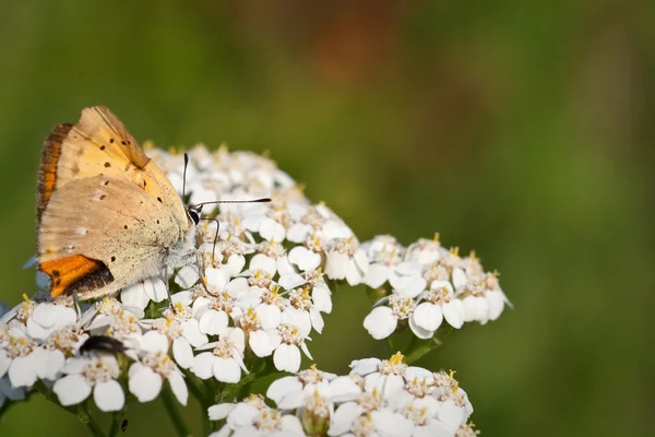 美しい蝶 ロイヤリティフリーのストック画像