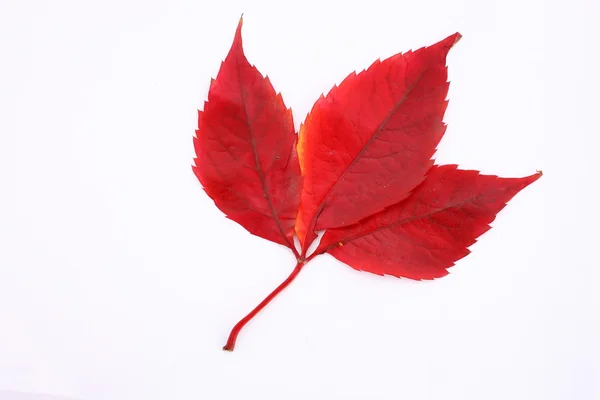 Foglie rosse in autunno Fotografia Stock