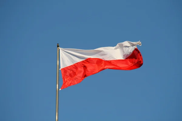Польський прапор Стокове Фото