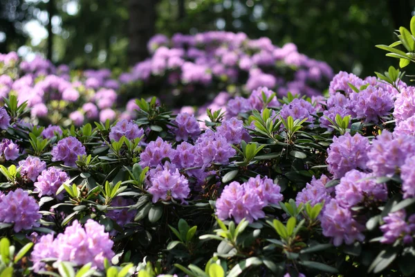 Rhododendron Royaltyfria Stockbilder