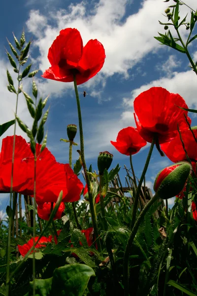 stock image Flowers