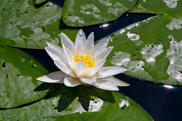 stock image White water-lily