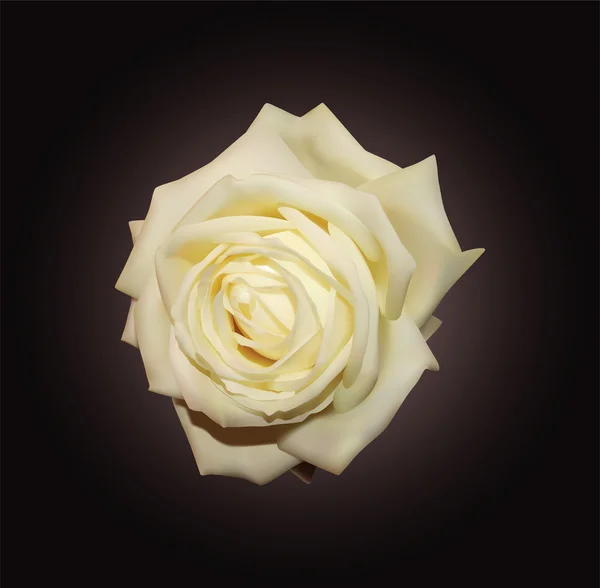 Rosa blanca — Archivo Imágenes Vectoriales