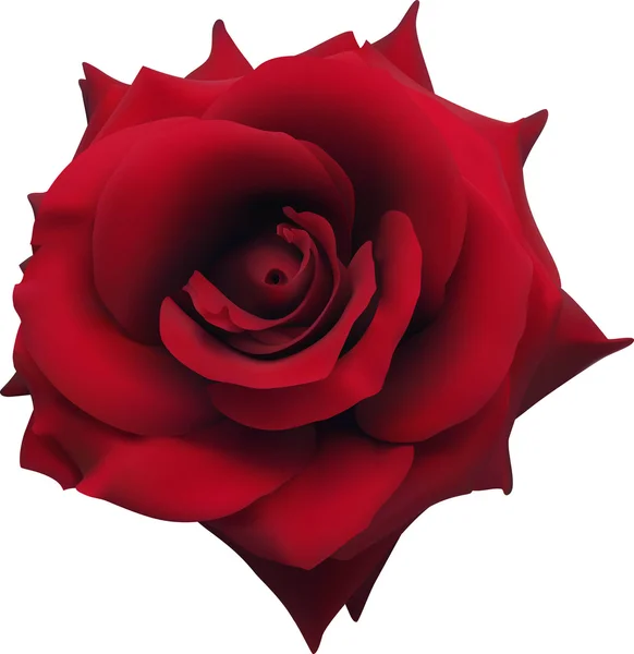 Červená růže — Stockový vektor