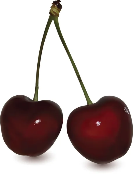 Sweet cherries — Stock Vector