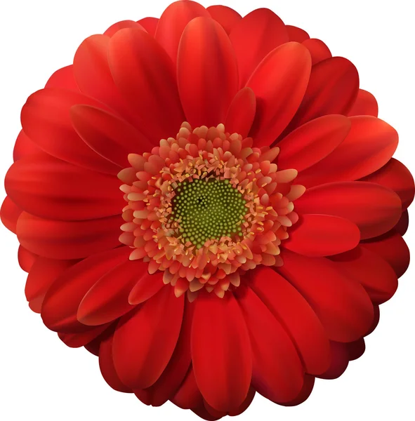 Gerbera rouge — Image vectorielle
