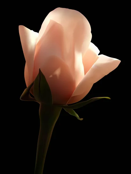 Λευκό τριαντάφυλλο σε μαύρο φόντο — Διανυσματικό Αρχείο