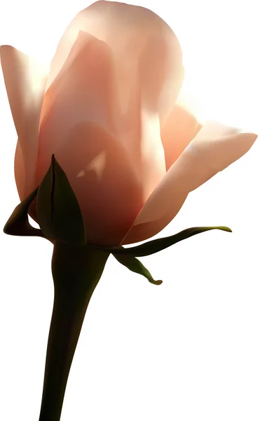 Λευκό τριαντάφυλλο — Διανυσματικό Αρχείο