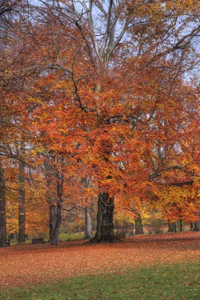 stock image Autumn in the park