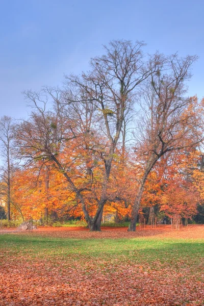 stock image Autumn in the park