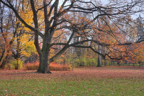 stock image Autumn in the park