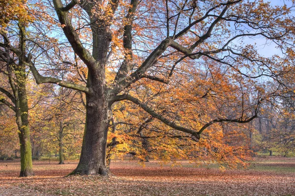 Autumn in the park — Stock Photo, Image