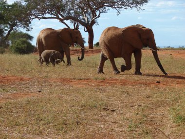 Elephants on the savanna clipart