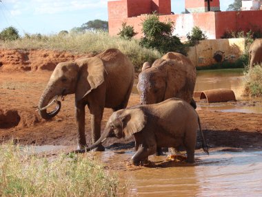 Red african elephants at the waterhole clipart