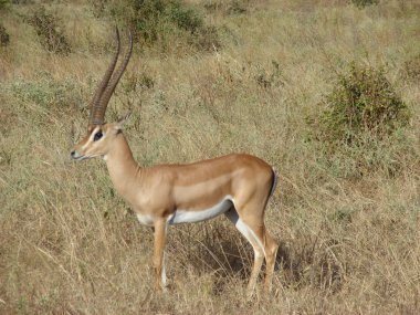 Antelope Impala in savanna clipart