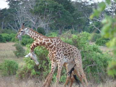 Masai giraffes clipart