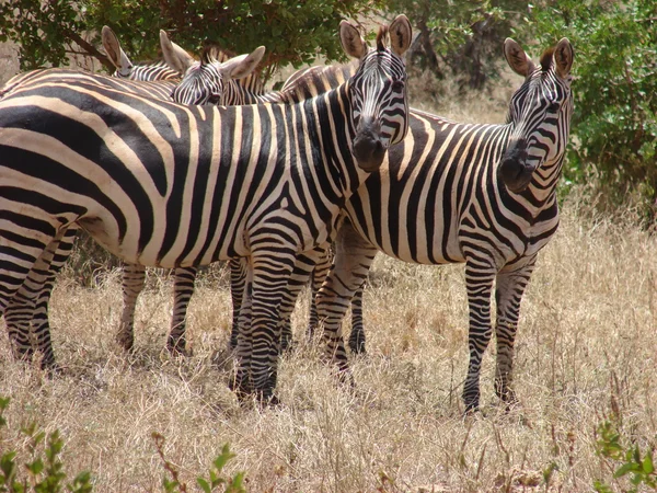 Zebras in Afrika — Stockfoto
