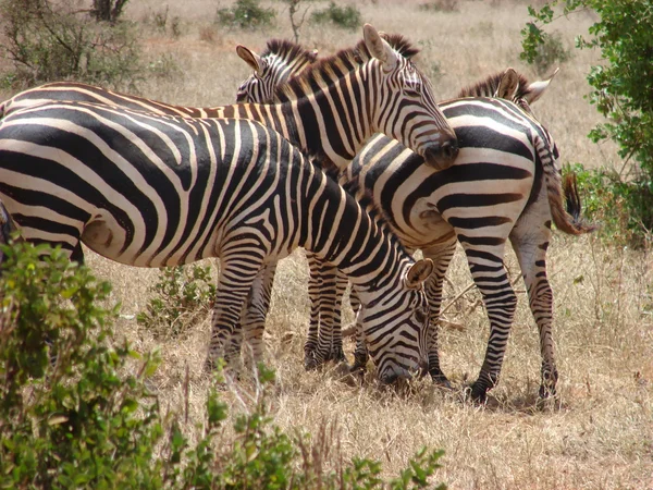 Zebras in Afrika — Stockfoto