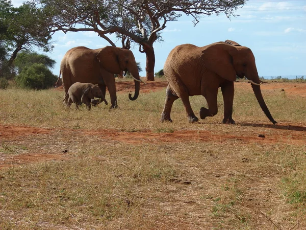 stock image Elephants on the savanna