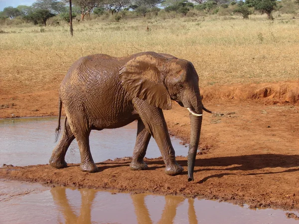 Red african elephant at the waterhole — Stock Photo, Image