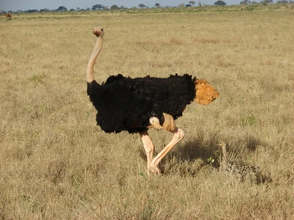 Afrikaanse struisvogels — Stockfoto
