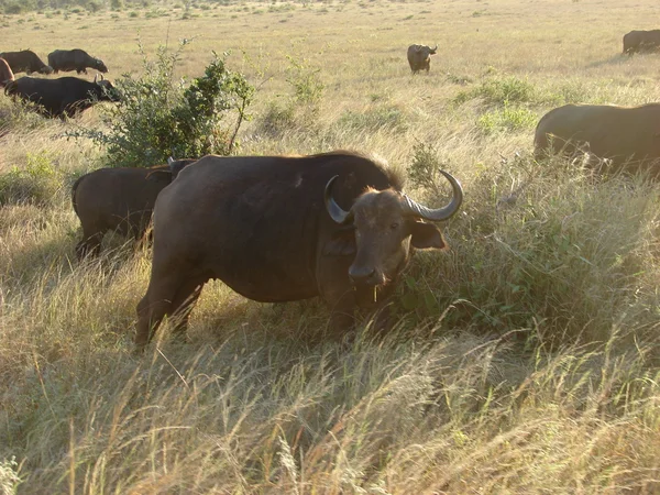 Búfalos africanos — Fotografia de Stock
