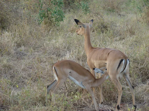 Antelope Impala com bebê em savana — Fotografia de Stock