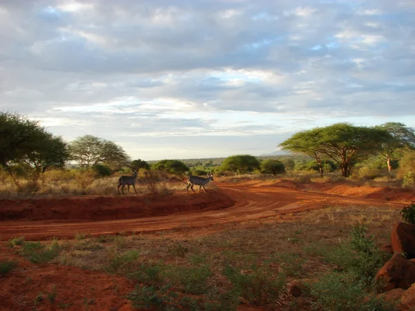 Zonsopgang in de savanne — Stockfoto