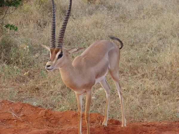 Antylop impala w mieście savanna — Zdjęcie stockowe