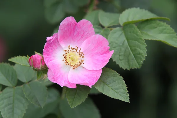 Dzikiej róży — Zdjęcie stockowe