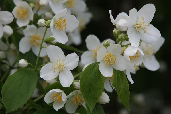 Kwiaty jaśminu — Zdjęcie stockowe