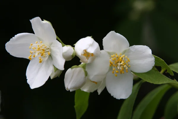 Άνθη γιασεμιού — Φωτογραφία Αρχείου