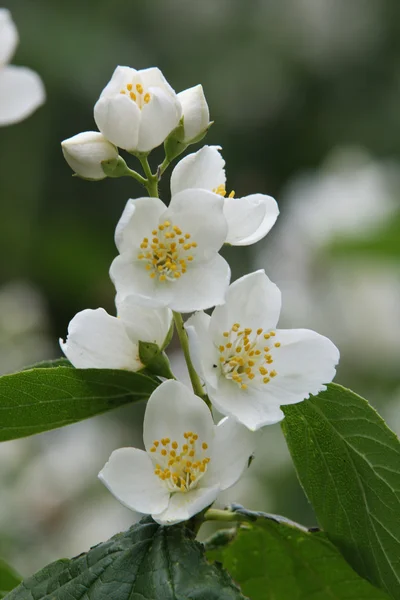 Kwiaty jaśminu — Zdjęcie stockowe