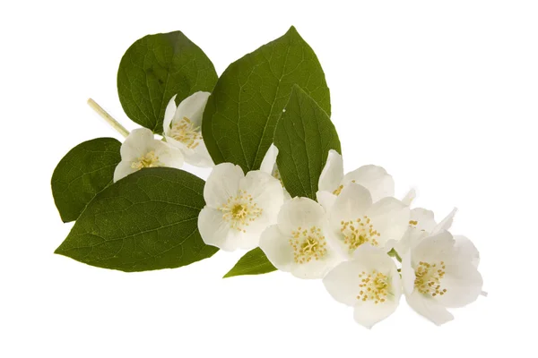 stock image Jasmine flowers