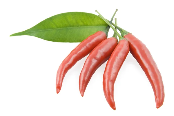 Red pepper chili and leaf — Stock Photo, Image