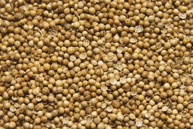 Coriander background clipart