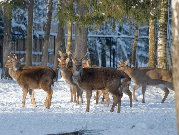 stock image Sight of a deer