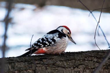 Woodpecker on a tree clipart