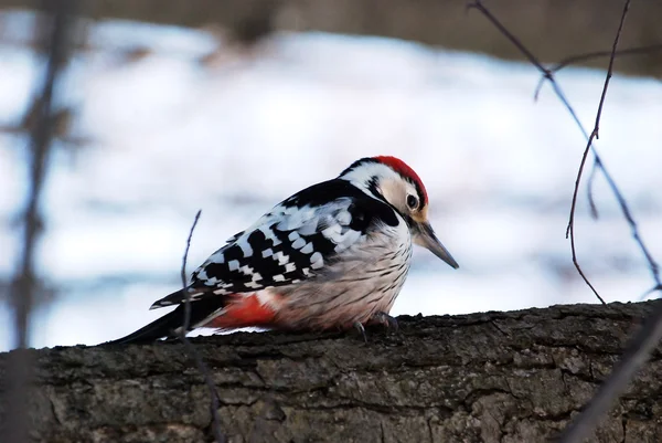 stock image Woodpecker on a tree