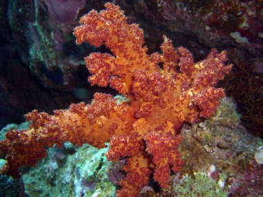 yumuşak mercan