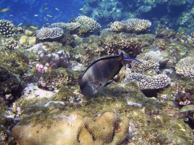 Sohal surgeonfish