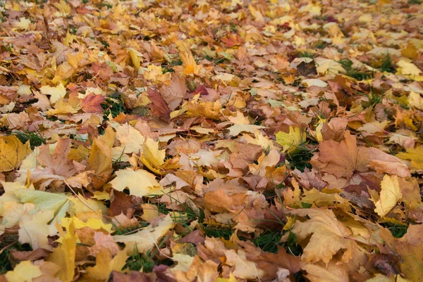 stock image Maple leaves