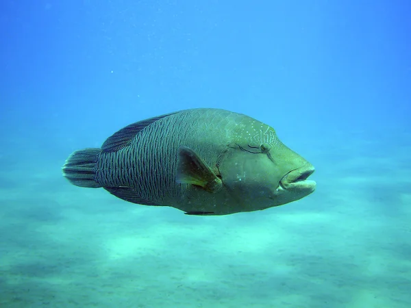 Napoleon Fish — Stock Photo, Image