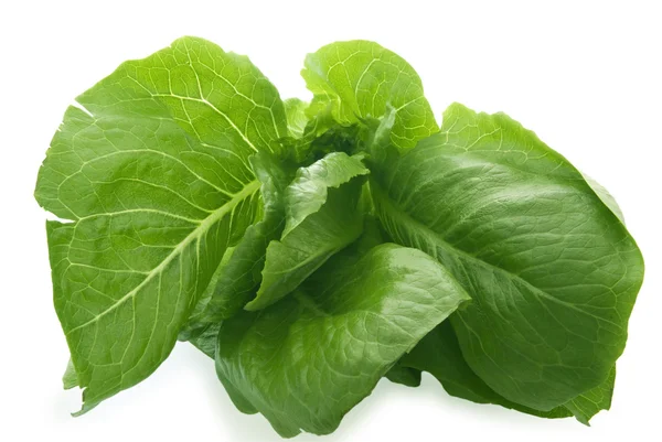 Salad leaves Romul — Stock Photo, Image