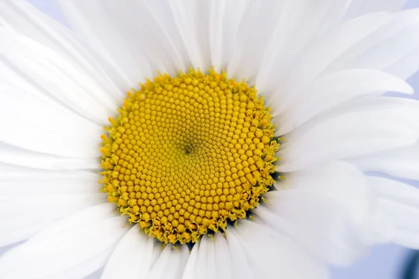 White chamomile with some petals — Stock Photo, Image