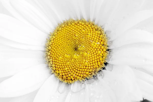 Wet chamomile — Stock Photo, Image