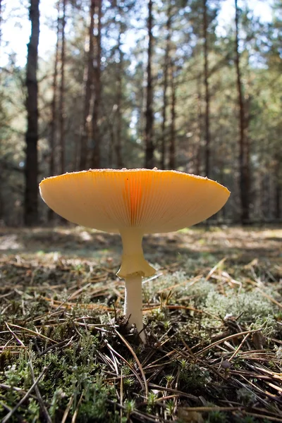 Pilze, die im Wald wachsen — Stockfoto