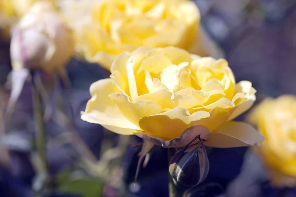 Rose closeup — Stock Photo, Image