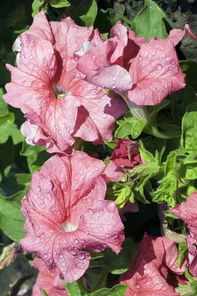 stock image Rose Petunia