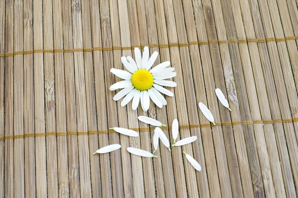 いくつかの花びらを持つ白いカモミール — ストック写真
